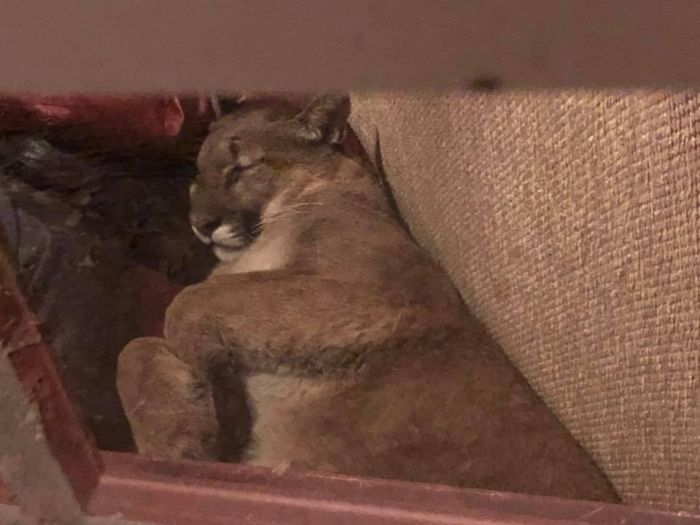A Dangerous Guest Came For A Visit  (8 pics)
