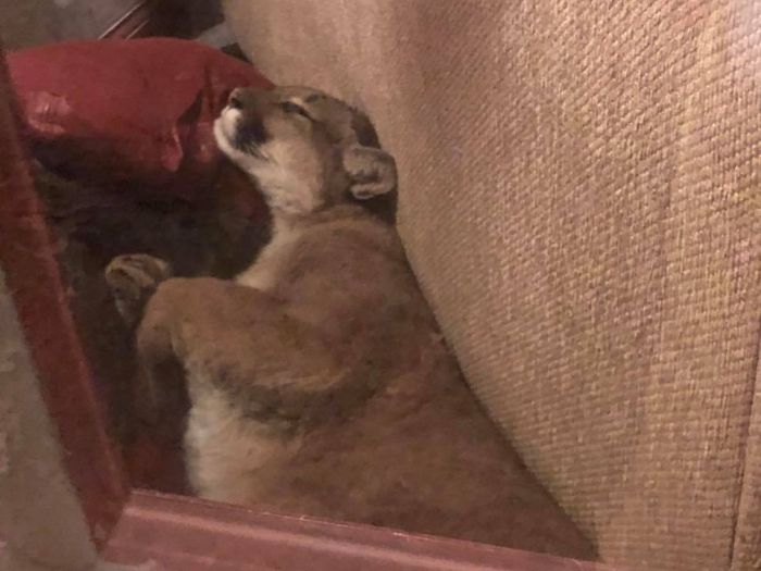 A Dangerous Guest Came For A Visit  (8 pics)