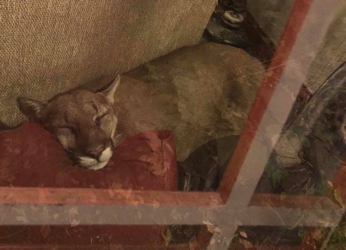 A Dangerous Guest Came For A Visit  (8 pics)