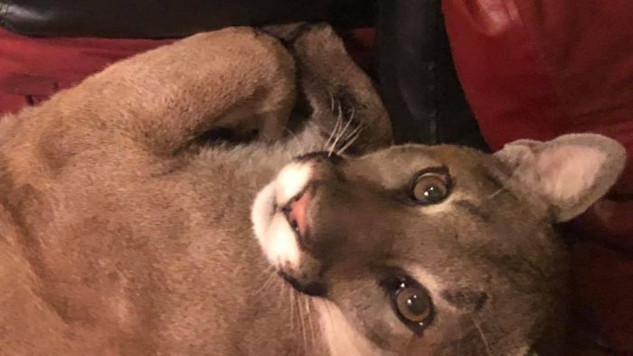 A Dangerous Guest Came For A Visit  (8 pics)