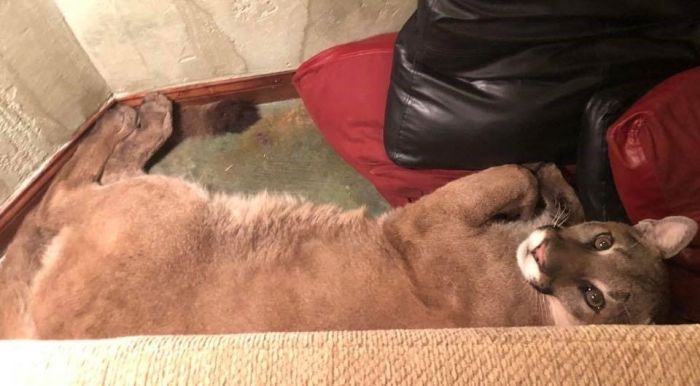 A Dangerous Guest Came For A Visit  (8 pics)