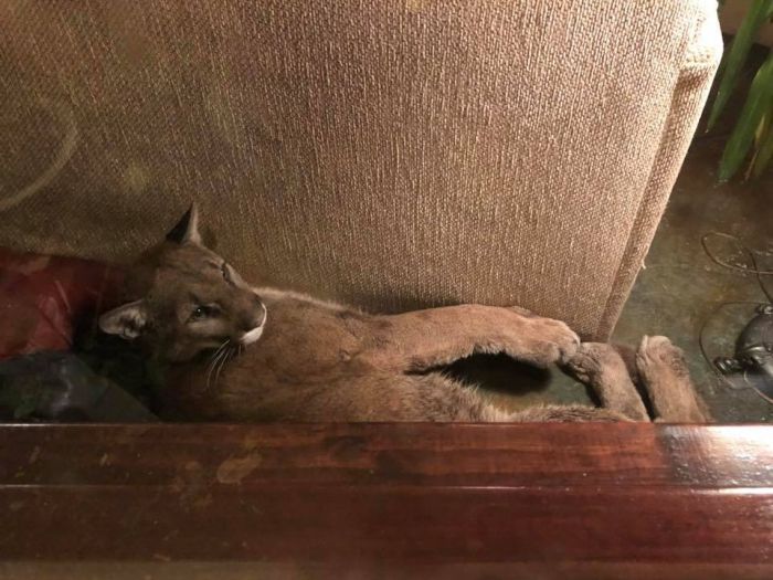 A Dangerous Guest Came For A Visit  (8 pics)