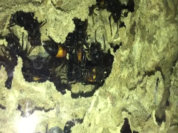 Lady Agitates A Horrifying Asian Hornet Nest Embedded On Her Home