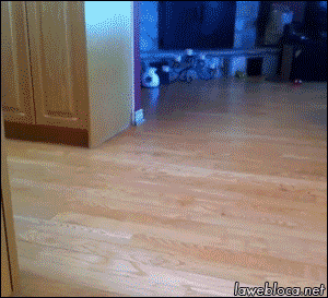 Acid Gifdump, July 18, 2018 (25 gifs)