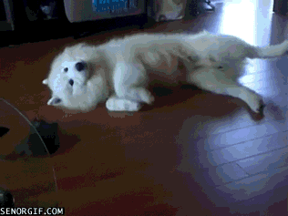 Acid Gifdump, July 18, 2018 (25 gifs)
