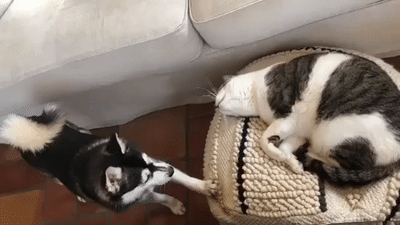 Acid Gifdump, July 18, 2018 (25 gifs)