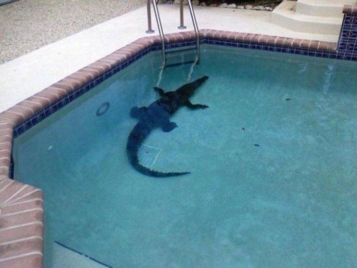 Sh*t Happens (49 pics)