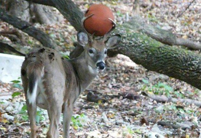 Sh*t Happens (49 pics)