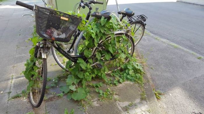 Acid Picdump (90 pics)