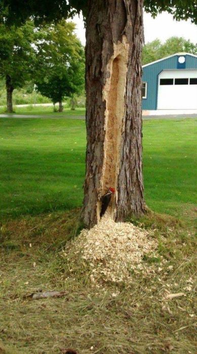 Acid Picdump (90 pics)