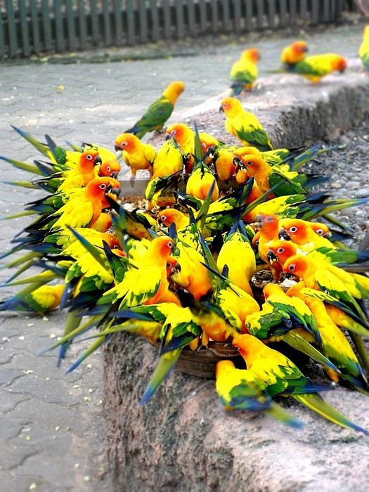 Acid Picdump (90 pics)