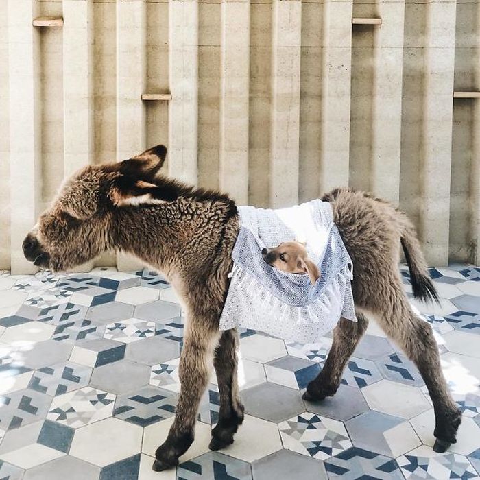 Baby Donkeys Are Very Cute (22 pics)