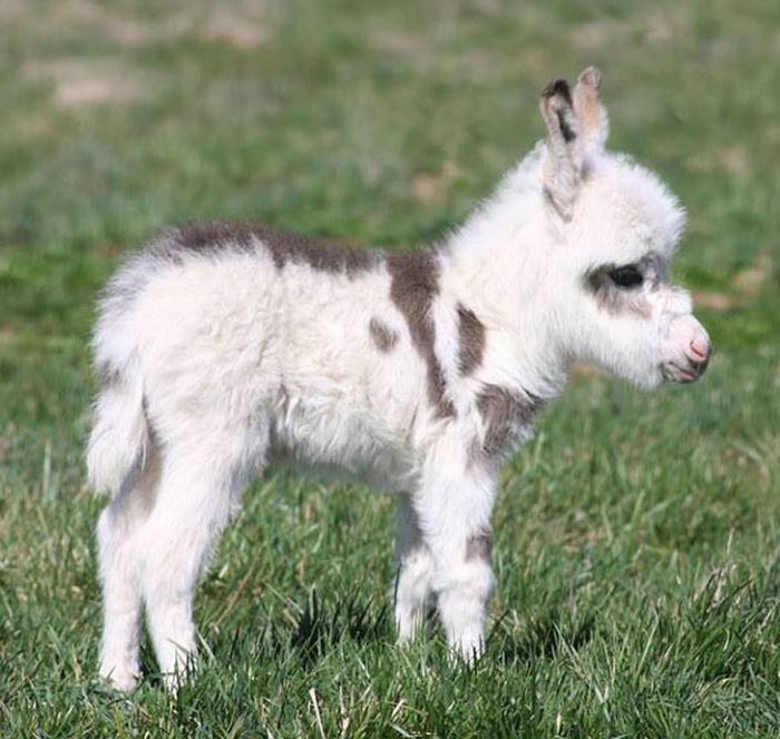 Baby Donkeys Are Very Cute (22 pics)