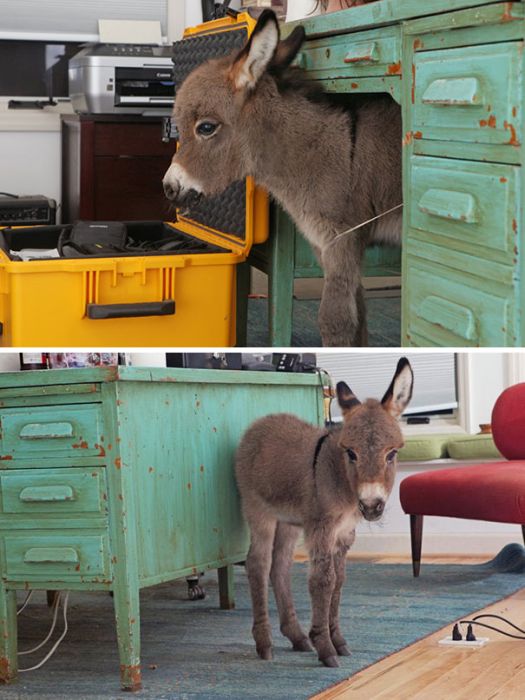 Baby Donkeys Are Very Cute (22 pics)