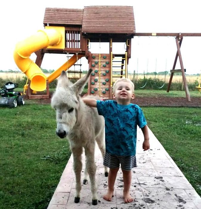 Baby Donkeys Are Very Cute (22 pics)