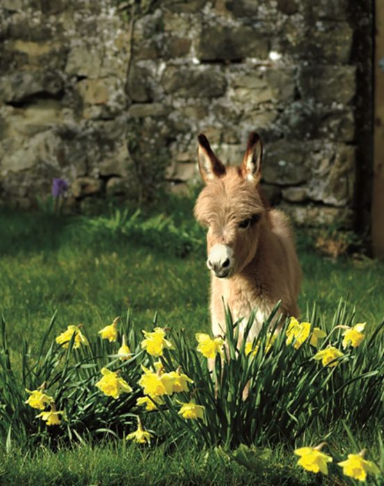 Baby Donkeys Are Very Cute (22 pics)