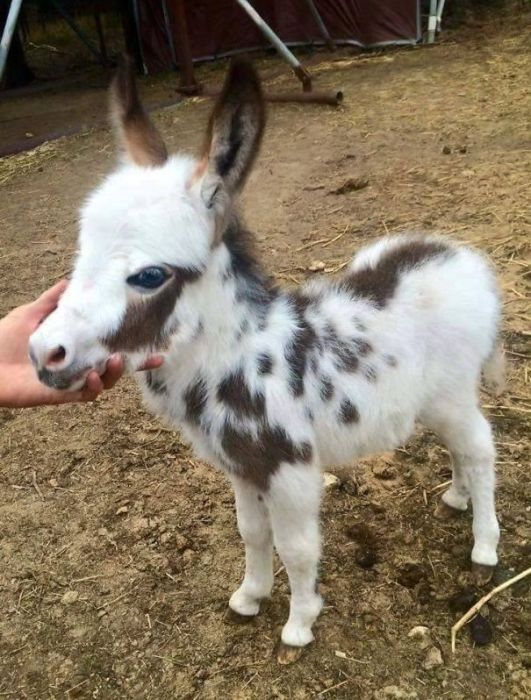 Baby Donkeys Are Very Cute (22 pics)