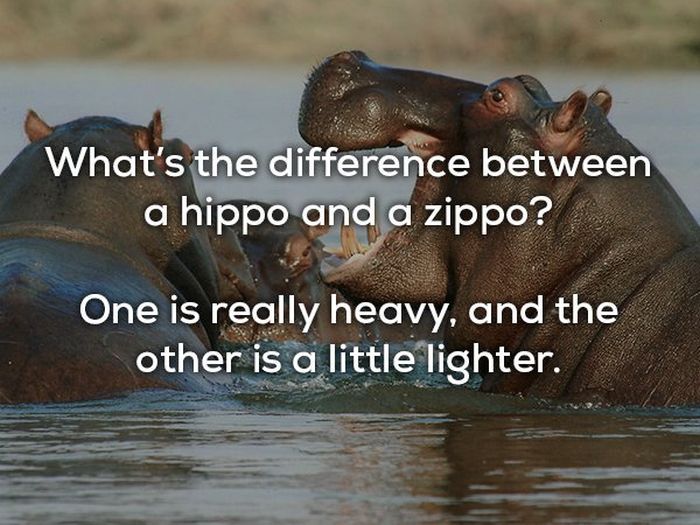 Dad Jokes (20 pics)