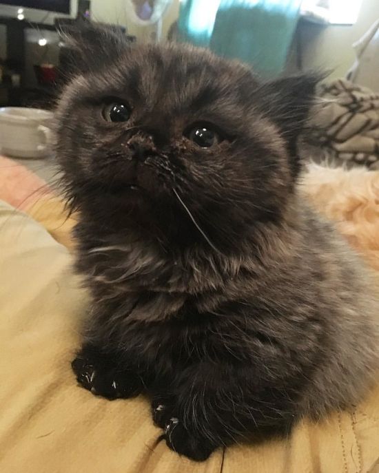 Dwarf Kitten Found Living Under A Shed, Discovers Cuddles For The First Time (6 pics)