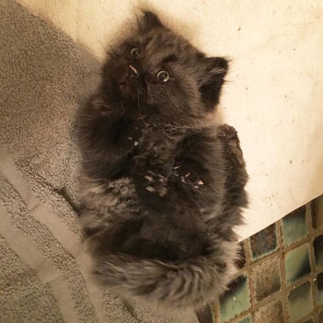 Dwarf Kitten Found Living Under A Shed, Discovers Cuddles For The First Time (6 pics)