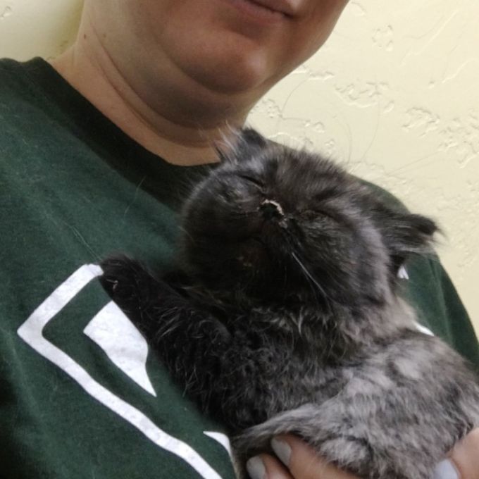 Dwarf Kitten Found Living Under A Shed, Discovers Cuddles For The First Time (6 pics)