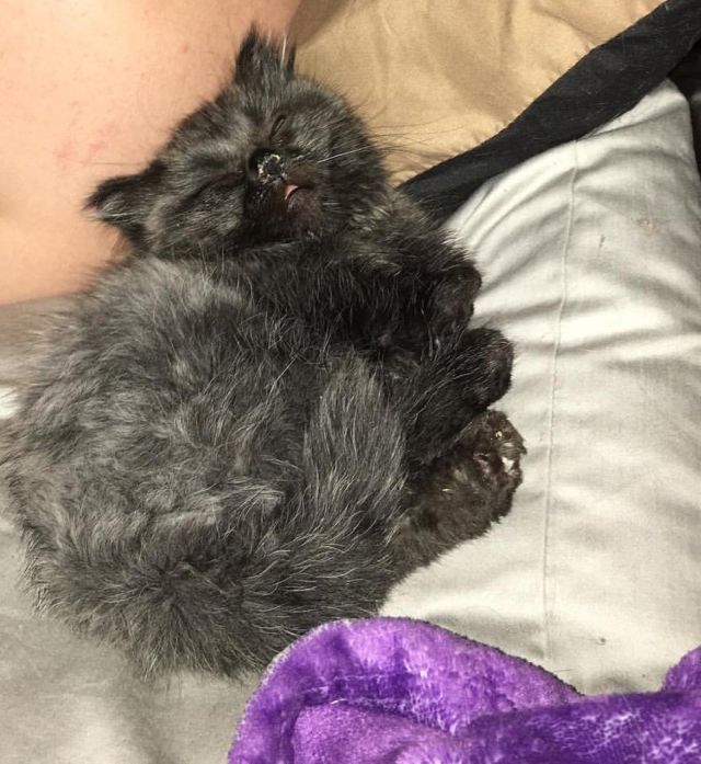 Dwarf Kitten Found Living Under A Shed, Discovers Cuddles For The First Time (6 pics)