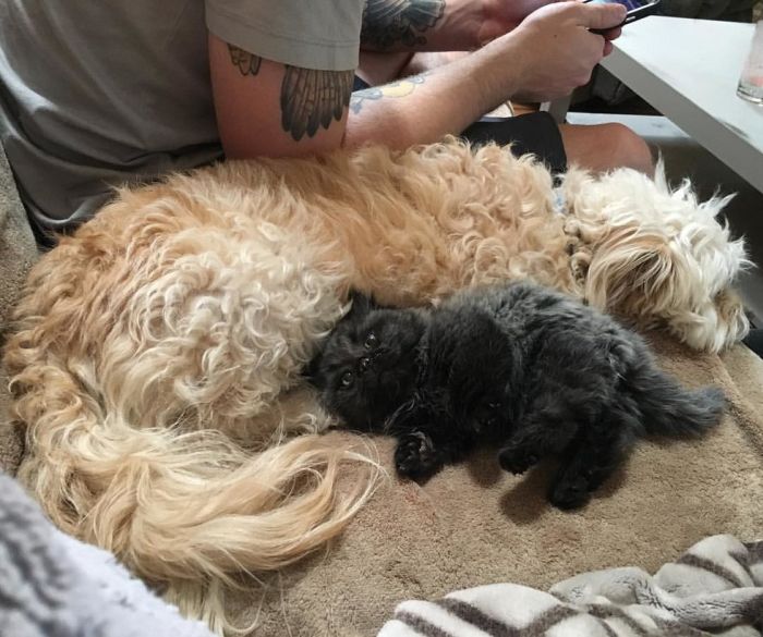 Dwarf Kitten Found Living Under A Shed, Discovers Cuddles For The First Time (6 pics)