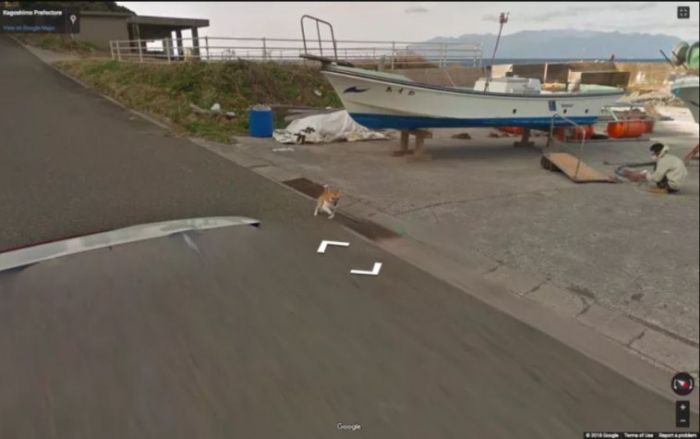 Dog Photobombs Every Single Photo Of Google Street Car In Japan (10 pics)