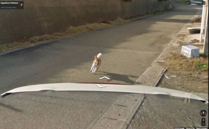 Dog Photobombs Every Single Photo Of Google Street Car In Japan (10 pics)