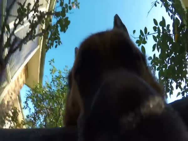 This Is What Happen When Your Dog Steals Your GoPro