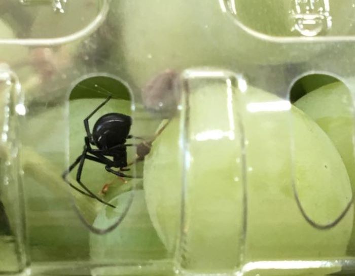 Black Widow Spider Found In Organic Grapes (4 pics)