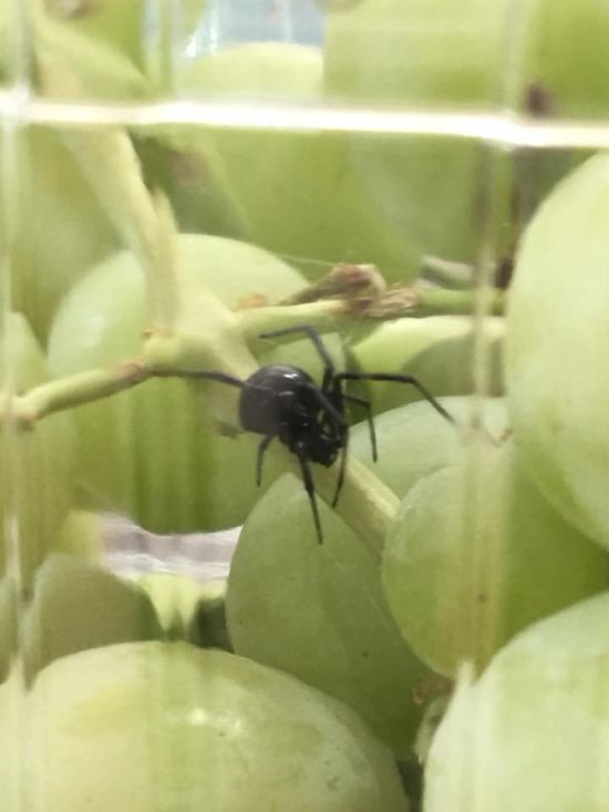 Black Widow Spider Found In Organic Grapes (4 pics)