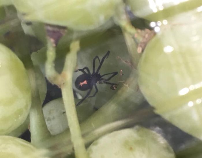 Black Widow Spider Found In Organic Grapes (4 pics)