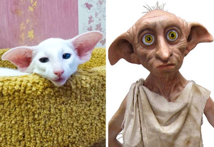 Cats That Look Like Something Else (15 pics)