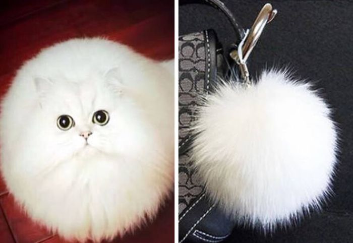 Cats That Look Like Something Else (15 pics)