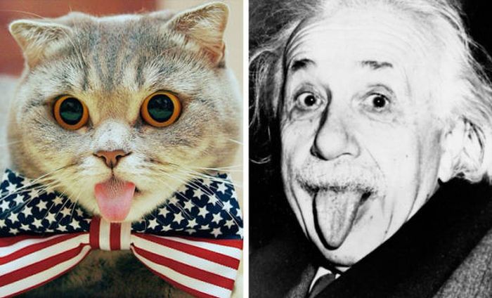Cats That Look Like Something Else (15 pics)
