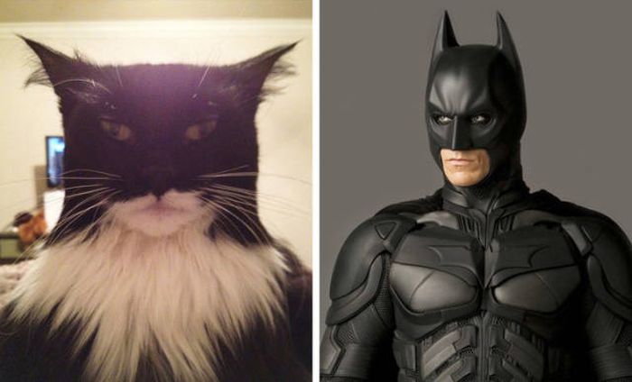 Cats That Look Like Something Else (15 pics)