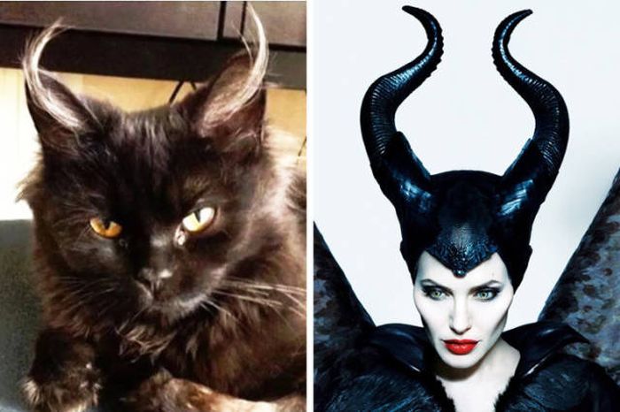 Cats That Look Like Something Else (15 pics)