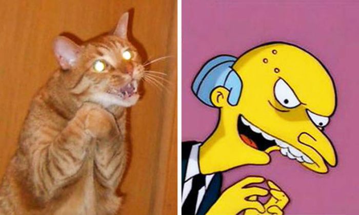 Cats That Look Like Something Else (15 pics)