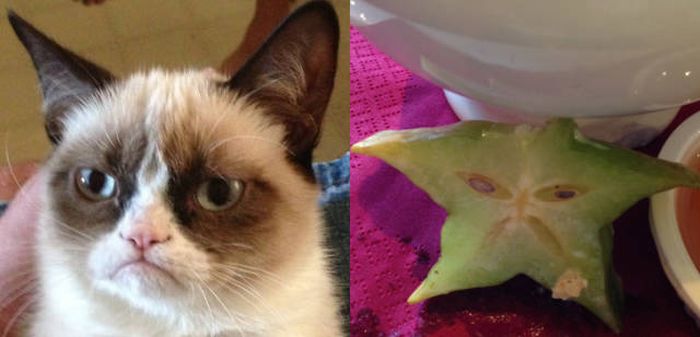 Cats That Look Like Something Else (15 pics)