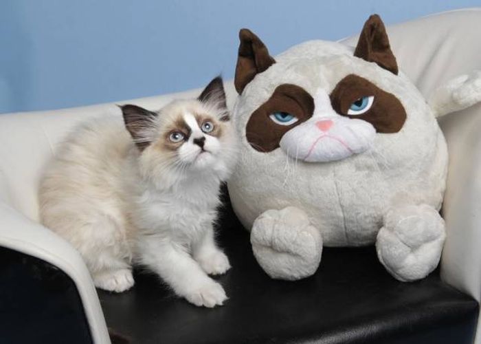 Cats That Look Like Something Else (15 pics)