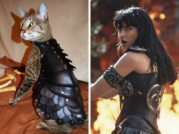 Cats That Look Like Something Else (15 pics)