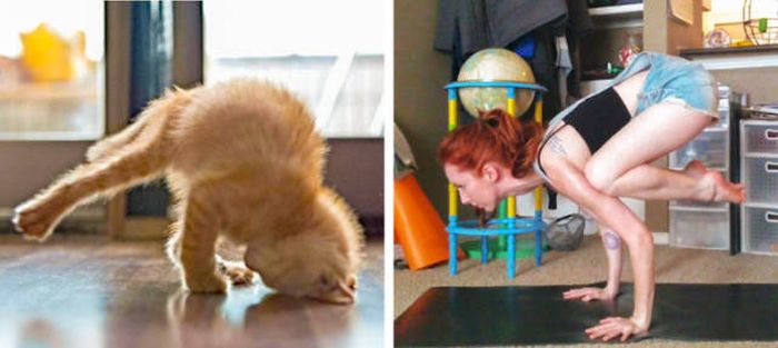 Cats That Look Like Something Else (15 pics)