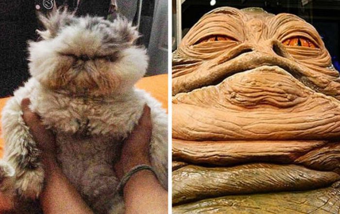 Cats That Look Like Something Else (15 pics)