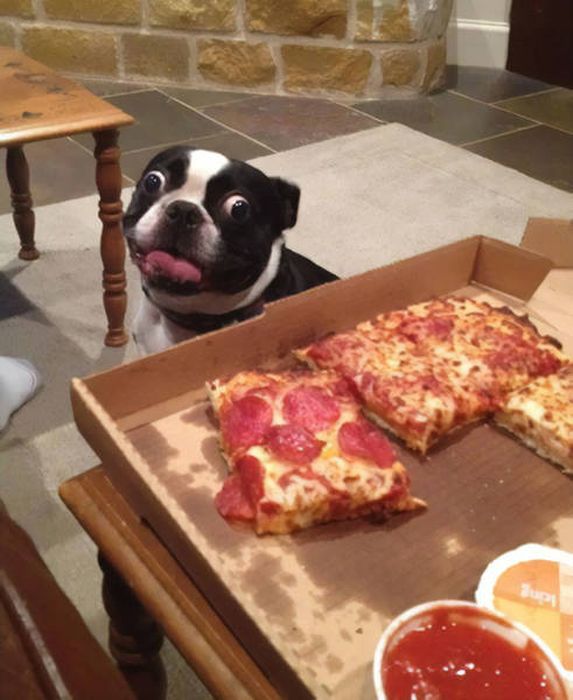 Dogs Begging For Food (44 pics)