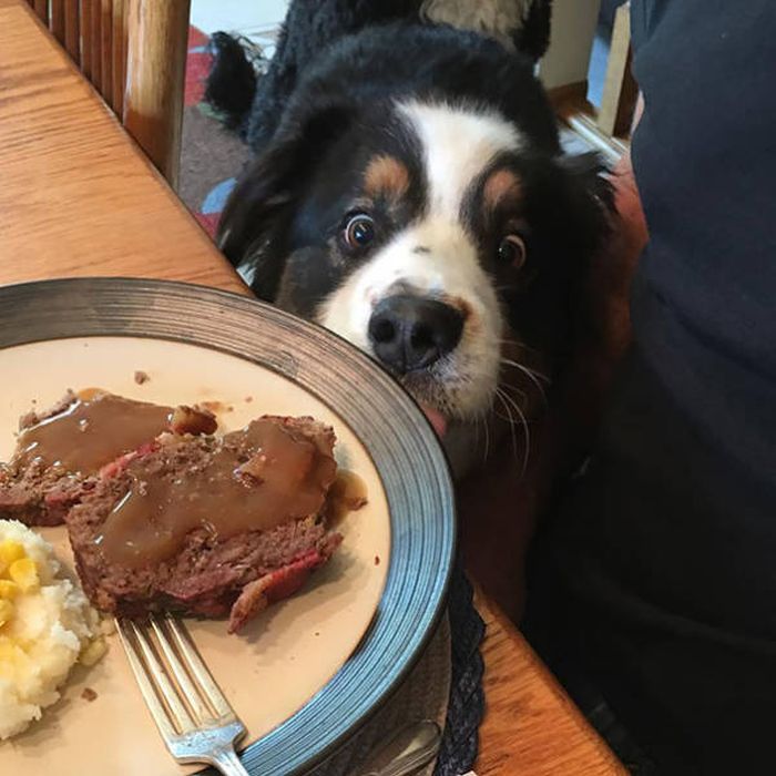 Dogs Begging For Food (44 pics)