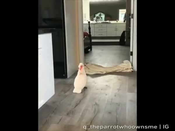 When Your Human Is An Idiot, But Don't Care Because You're A Birb