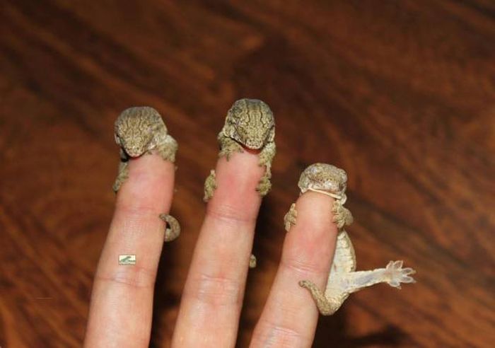Acid Picdump (100 pics)