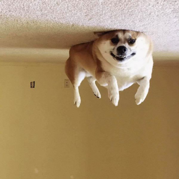 Dog Balloons That Floated To The Ceiling And Now Are Stuck (15 pics)