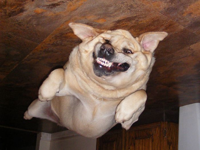 Dog Balloons That Floated To The Ceiling And Now Are Stuck (15 pics)